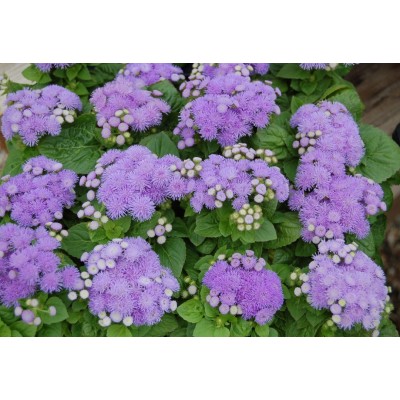 SEMENTES DE FLORES MILLIFLORA  AGERATUM HOUSTONIAMUM ALOHA BLUE (AZUL) - 1000 SEMENTES