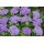 SEMENTES DE FLORES MILLIFLORA  AGERATUM HOUSTONIAMUM ALOHA BLUE (AZUL) - 1000 SEMENTES