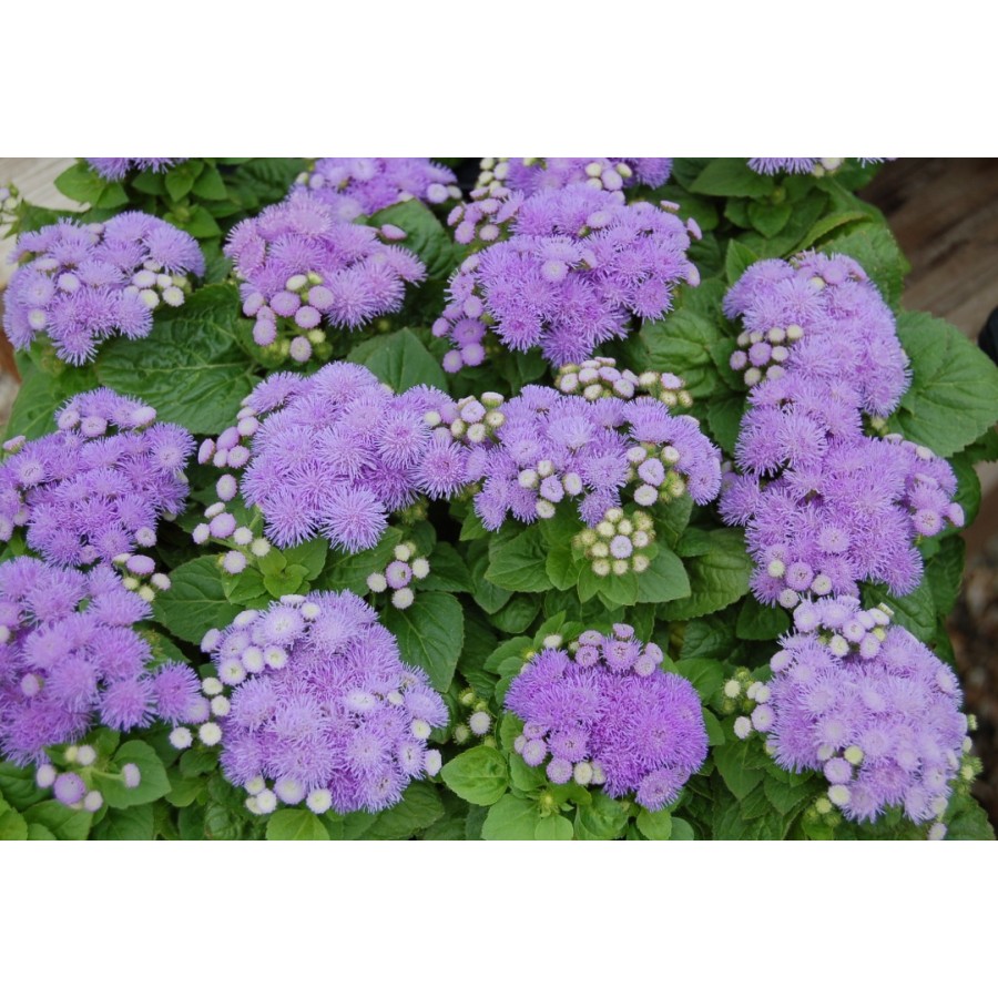 SEMENTES DE FLORES MILLIFLORA AGERATUM HOUSTONIAMUM ALOHA BLUE (AZUL) - 1000 SEMENTES SEMENTES DE FLORES MILLIFLORA AGERATUM HOUSTONIAMUM ALOHA BLUE (AZUL) - 1000 SEMENTES