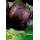 S.ARVORE FRUTO -AMEIXOEIRA EM VASO BLACK ANGELINO
