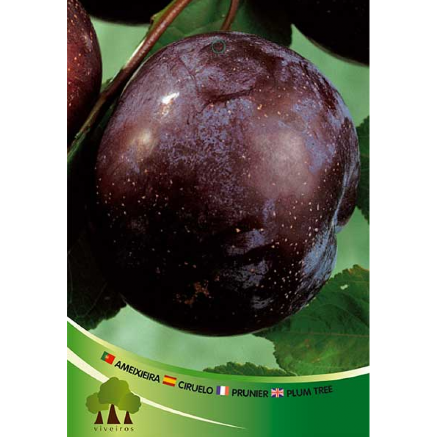 S.ARVORE FRUTO -AMEIXOEIRA EM VASO BLACK ANGELINO S.ARVORE FRUTO -AMEIXOEIRA EM VASO BLACK ANGELINO
