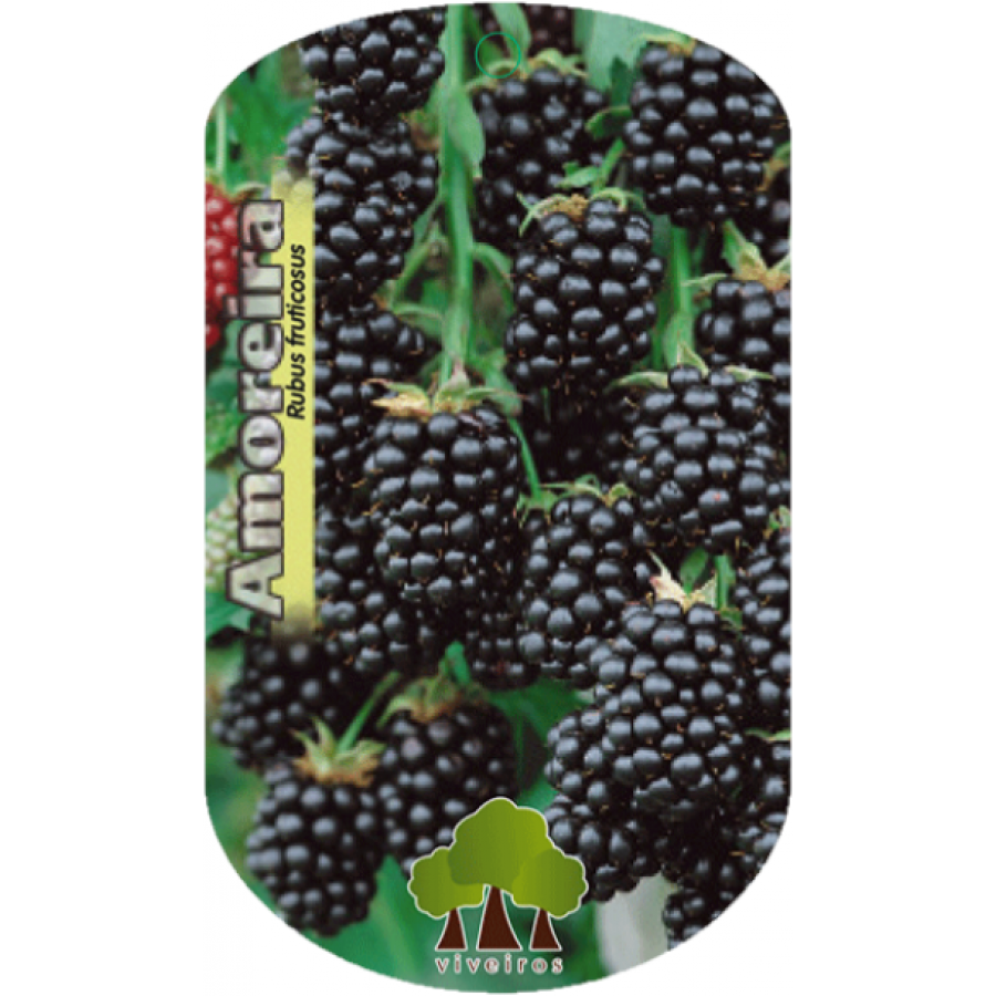 S.ARVORE FRUTO - AMORA CHESTER