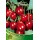 S.ARVORE FRUTO -CEREJEIRA EM VASO SWEETHEART
