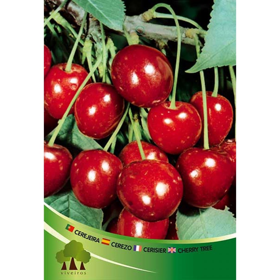 S.ARVORE FRUTO -CEREJEIRA EM VASO SWEETHEART S.ARVORE FRUTO -CEREJEIRA EM VASO SWEETHEART