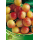 S.ARVORE FRUTO -CEREJEIRA EM VASO NAPOLEÃO