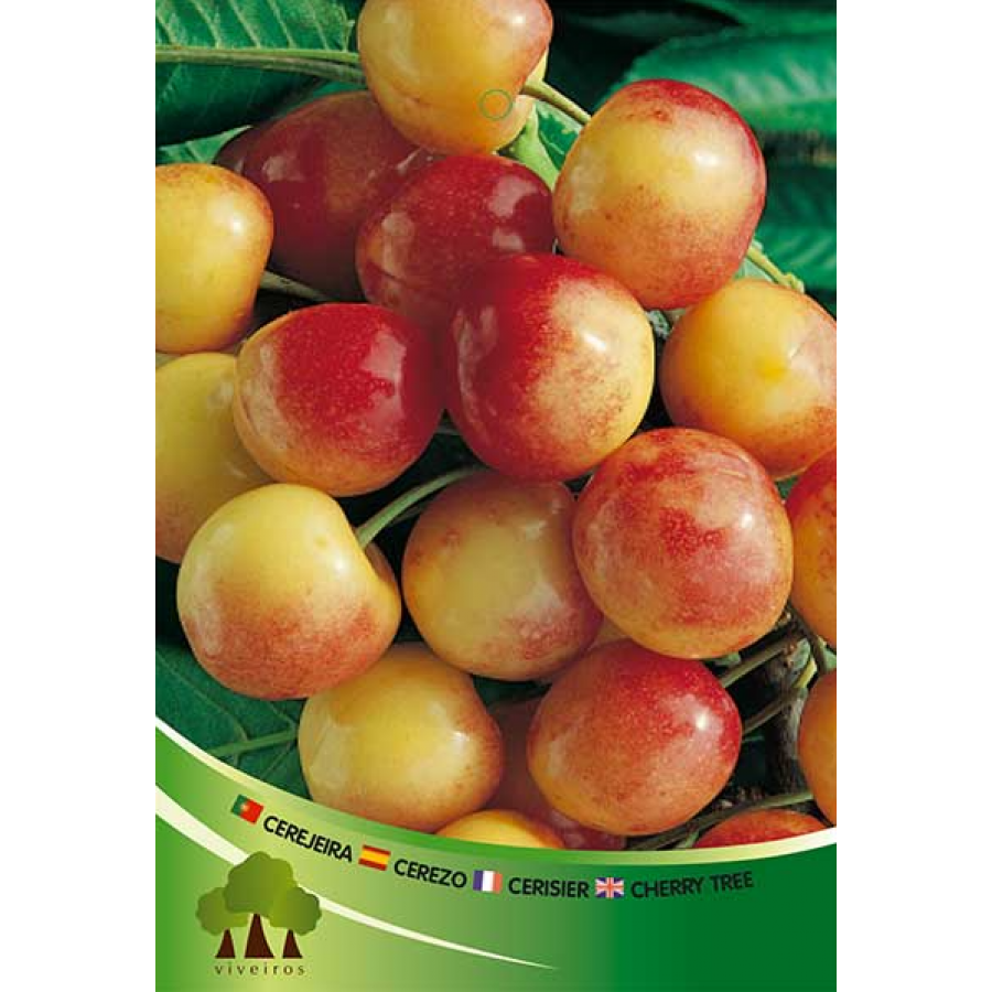 S.ARVORE FRUTO -CEREJEIRA EM VASO NAPOLEÃO S.ARVORE FRUTO -CEREJEIRA EM VASO NAPOLEÃO