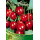 S.ARVORE FRUTO -CEREJEIRA EM VASO SUMMIT