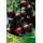 S.ARVORE FRUTO -CEREJEIRA EM VASO PRETA DE SACO