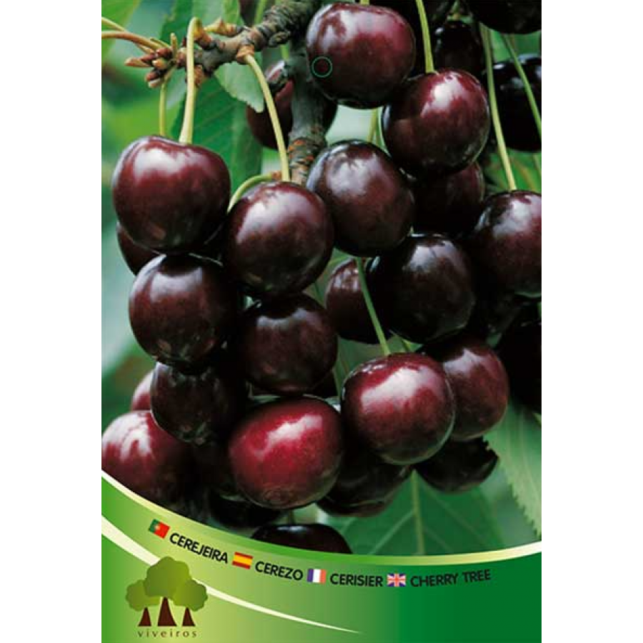 S.ARVORE FRUTO -CEREJEIRA EM VASO PRETA DE SACO