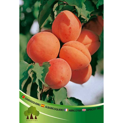 S.ARVORE FRUTO -DAMASQUEIRO EM VASO CANINO