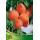 S.ARVORE FRUTO -DAMASQUEIRO EM VASO CANINO