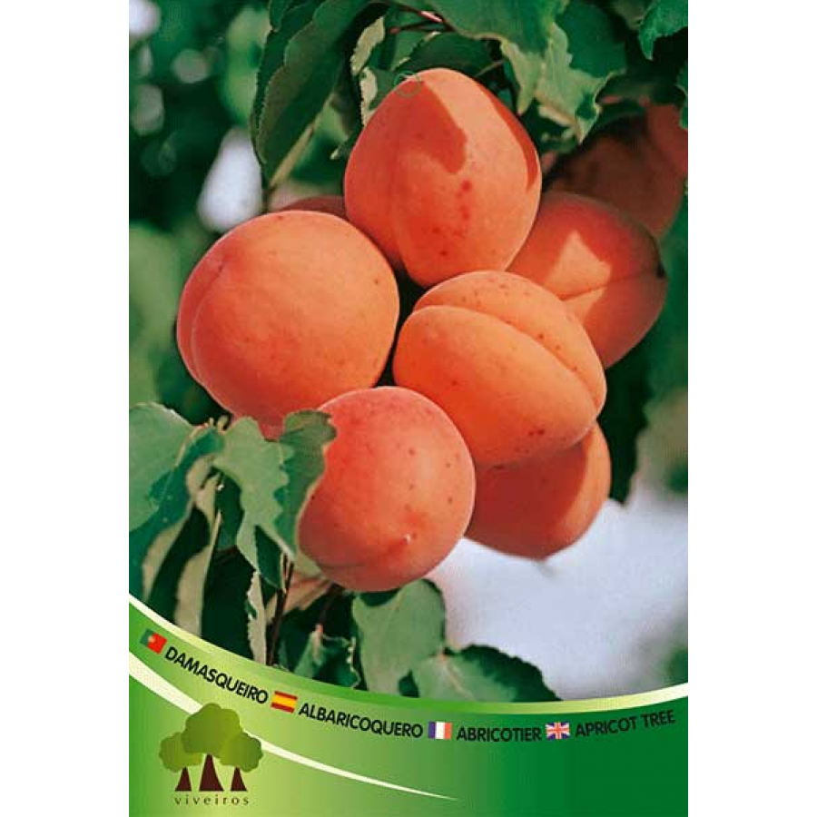 S.ARVORE FRUTO -DAMASQUEIRO EM VASO CANINO S.ARVORE FRUTO -DAMASQUEIRO EM VASO CANINO