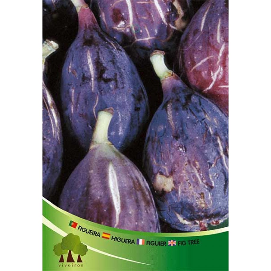 S.ARVORE FRUTO -FIGUEIRA EM VASO PRETA S.ARVORE FRUTO -FIGUEIRA EM VASO PRETA