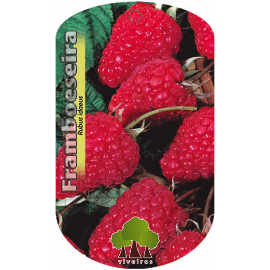 S.ARVORE FRUTO - FRAMBOESA HERITAGE S.ARVORE FRUTO - FRAMBOESA HERITAGE