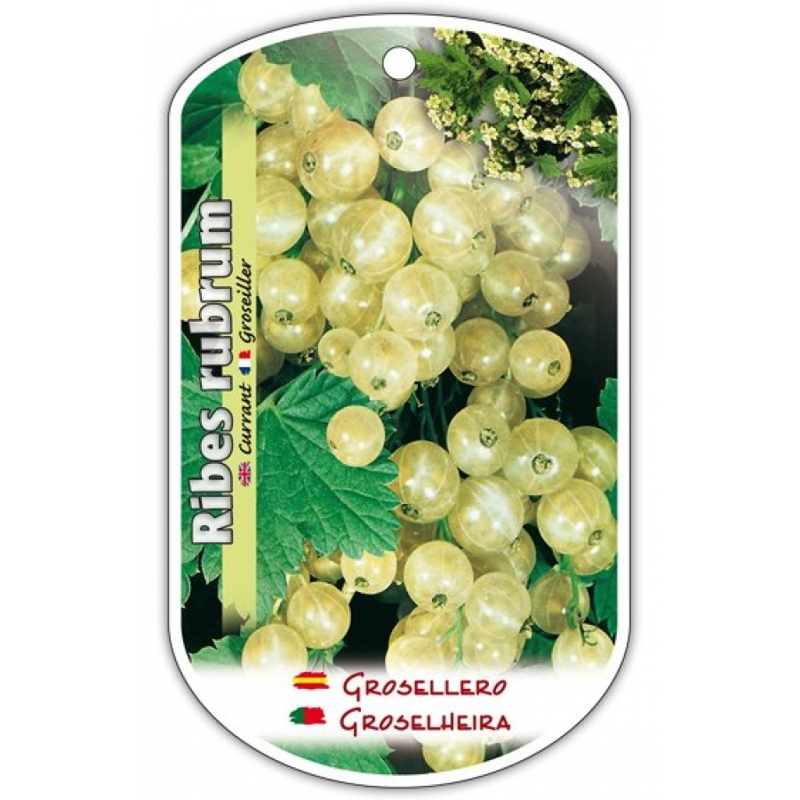 S.ARVORE FRUTO - GROSELHEIRA BRANCA S.ARVORE FRUTO - GROSELHEIRA BRANCA