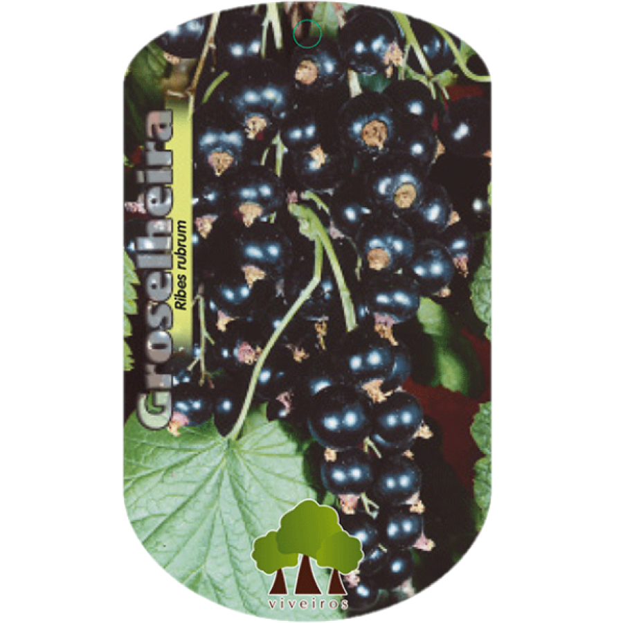S.ARVORE FRUTO - GROSELHEIRA PRETA S.ARVORE FRUTO - GROSELHEIRA PRETA