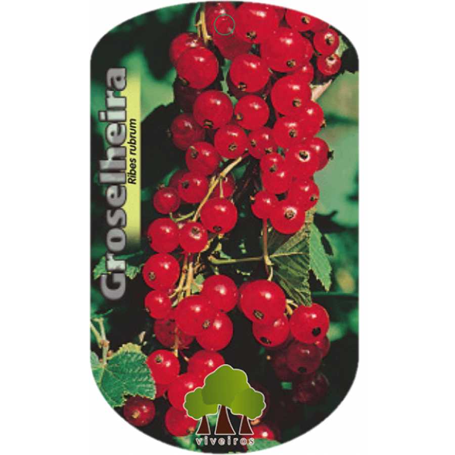 S.ARVORE FRUTO - GROSELHEIRA VERMELHA S.ARVORE FRUTO - GROSELHEIRA VERMELHA