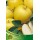S.ARVORE FRUTO -MACIEIRA EM VASO GOLDEN DELICIOUS