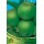 S.ARVORE FRUTO -MACIEIRA EM VASO GRANNY SMITH