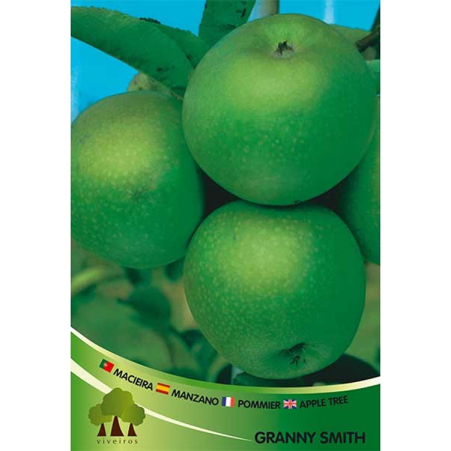 S.ARVORE FRUTO -MACIEIRA EM VASO GRANNY SMITH S.ARVORE FRUTO -MACIEIRA EM VASO GRANNY SMITH