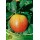 S.ARVORE FRUTO -MACIEIRA EM VASO ROYAL GALA