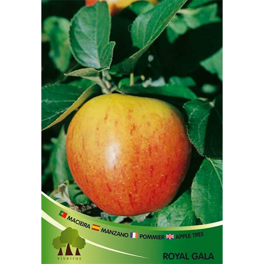 S.ARVORE FRUTO -MACIEIRA EM VASO ROYAL GALA S.ARVORE FRUTO -MACIEIRA EM VASO ROYAL GALA