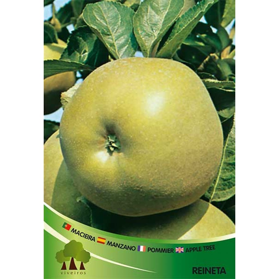 S.ARVORE FRUTO -MACIEIRA EM VASO REINETTA PARDA S.ARVORE FRUTO -MACIEIRA EM VASO REINETTA PARDA