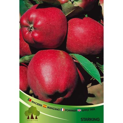 S.ARVORE FRUTO -MACIEIRA EM VASO STARKING