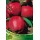 S.ARVORE FRUTO -MACIEIRA EM VASO STARKING