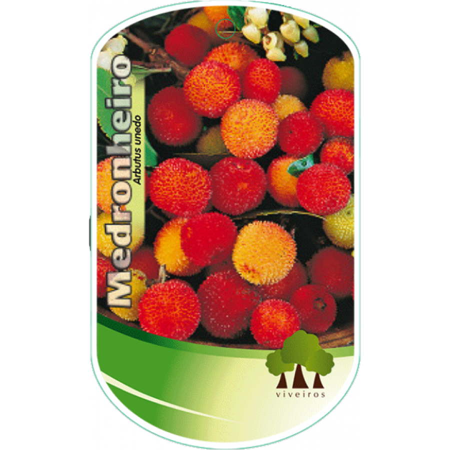 S.ARVORE FRUTO - MEDRONHEIRO S.ARVORE FRUTO - MEDRONHEIRO