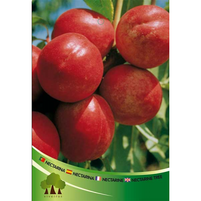 S.ARVORE FRUTO -NECTARINA EM VASO FAIRELAND