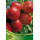 S.ARVORE FRUTO -NECTARINA EM VASO FAIRELAND