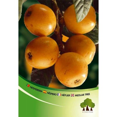 S.ARVORE FRUTO -NESPEREIRA ANGELINO EM VASO