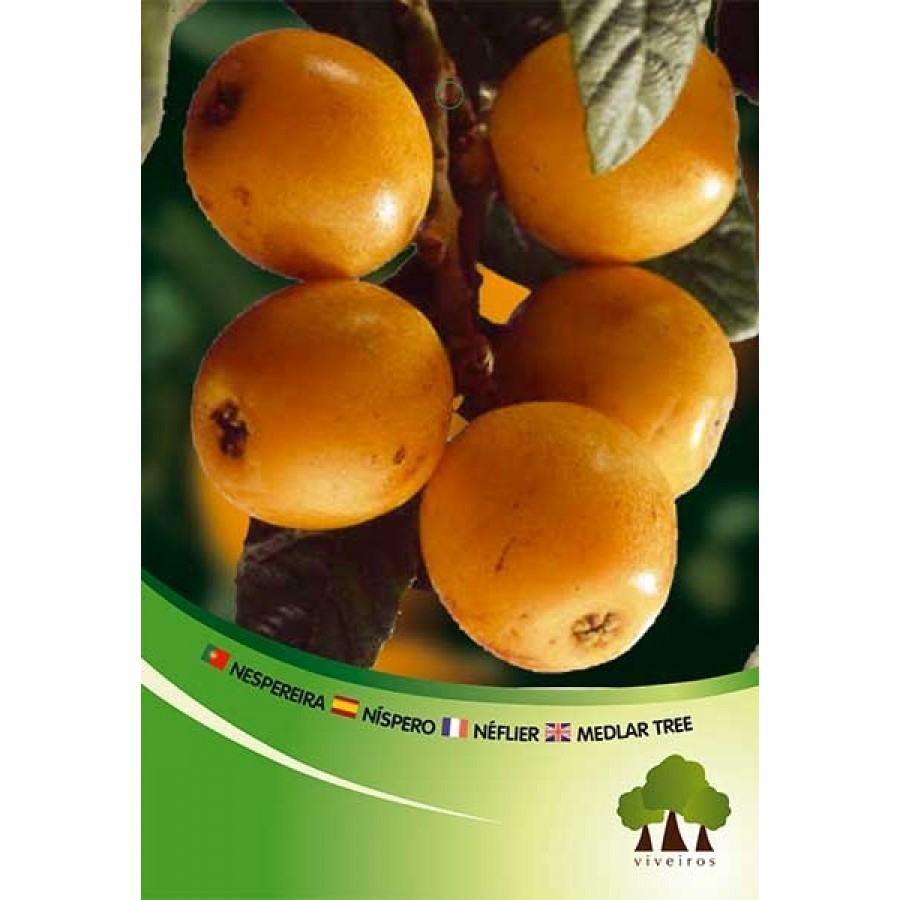 S.ARVORE FRUTO -NESPEREIRA ANGELINO EM VASO S.ARVORE FRUTO -NESPEREIRA ANGELINO EM VASO