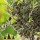 S.ARVORE FRUTO - OLIVEIRA GALEGA