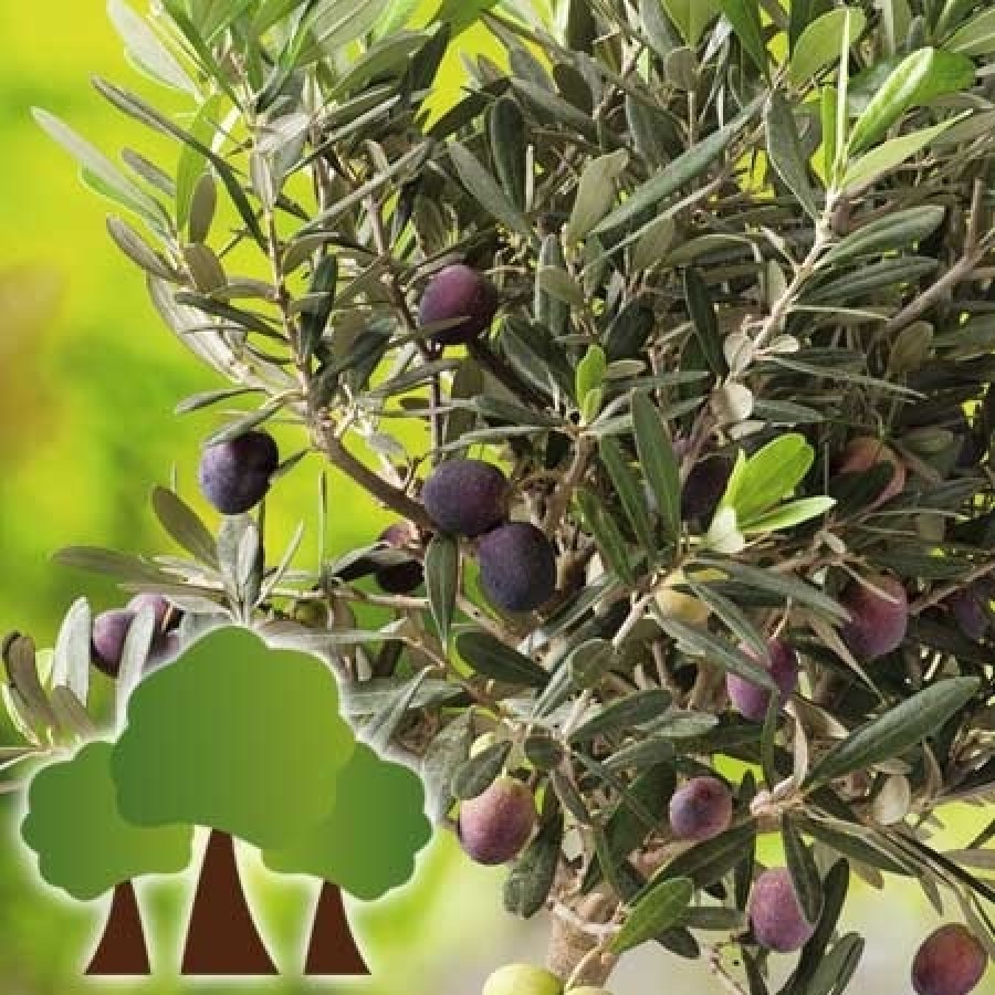 S.ARVORE FRUTO - OLIVEIRA GALEGA S.ARVORE FRUTO - OLIVEIRA GALEGA