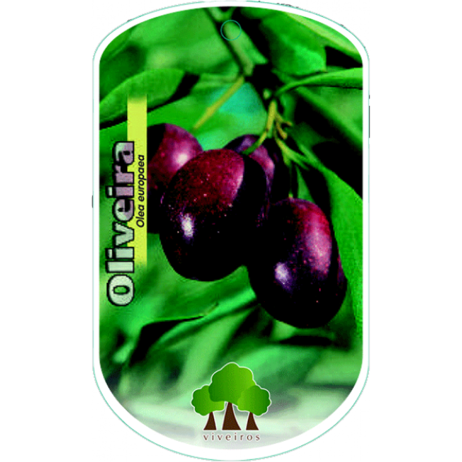 S.ARVORE FRUTO - OLIVEIRA PICOAL