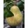S.ARVORE FRUTO -PEREIRA EM VASO BEURRE HARDY
