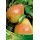 S.ARVORE FRUTO -PEREIRA EM VASO COMICE