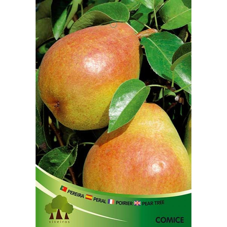 S.ARVORE FRUTO -PEREIRA EM VASO COMICE S.ARVORE FRUTO -PEREIRA EM VASO COMICE