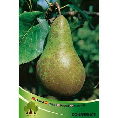 S.ARVORE FRUTO -PEREIRA EM VASO CONFERENCE