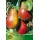 S.ARVORE FRUTO -PEREIRA EM VASO CLAPS FAVORITE