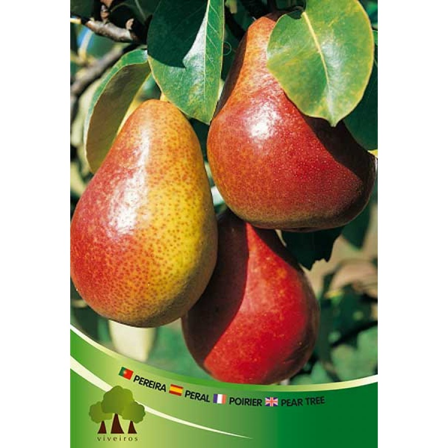 S.ARVORE FRUTO -PEREIRA EM VASO CLAPS FAVORITE S.ARVORE FRUTO -PEREIRA EM VASO CLAPS FAVORITE