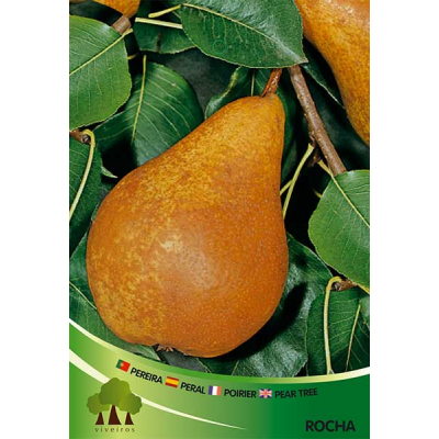 S.ARVORE FRUTO -PEREIRA EM VASO ROCHA
