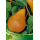S.ARVORE FRUTO -PEREIRA EM VASO ROCHA