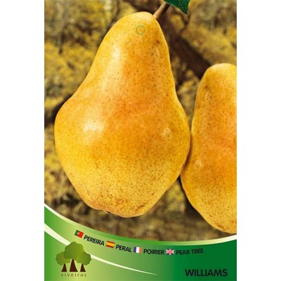 S.ARVORE FRUTO -PEREIRA EM VASO WILLIAMS