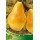 S.ARVORE FRUTO -PEREIRA EM VASO WILLIAMS
