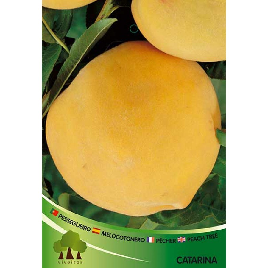 S.ARVORE FRUTO -PESSEGUEIRO EM VASO MARACOTAO CATHERINE S.ARVORE FRUTO -PESSEGUEIRO EM VASO MARACOTAO CATHERINE