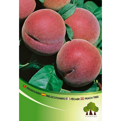 S.ARVORE FRUTO -PESSEGUEIRO EM VASO RED TOP