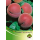S.ARVORE FRUTO -PESSEGUEIRO EM VASO RED TOP